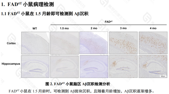 FAD4T自发阿尔兹海默症模型(图1)