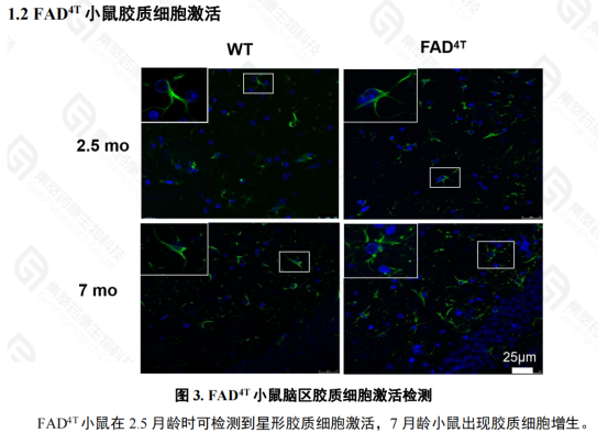 FAD4T自发阿尔兹海默症模型(图2)
