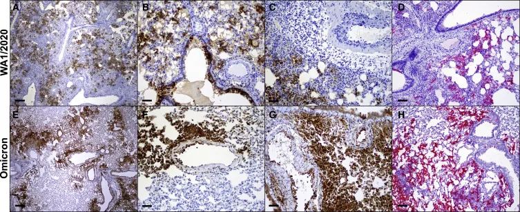 仓鼠试验：SARS-CoV-2 omicron变异体的致病性降低(图5)